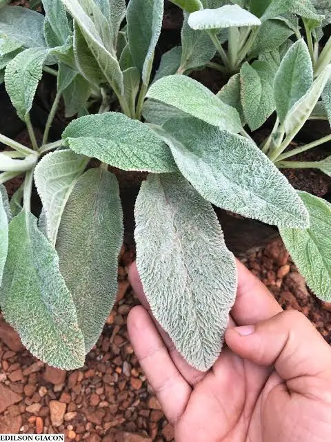 Stachys byzantina leaves planted on the ground being held by and am open hand. It's leaves are bright green and they remind of bunny ears