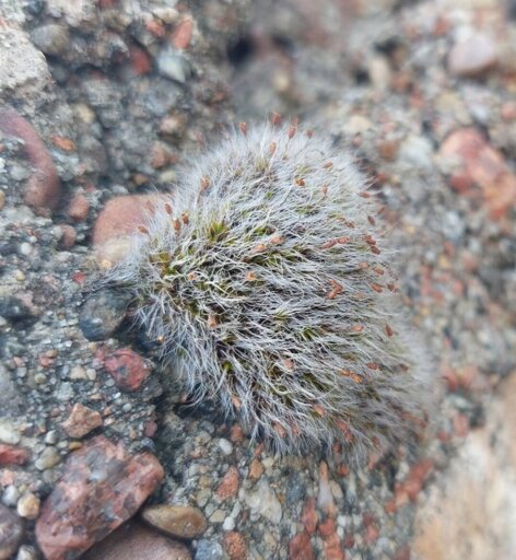 Photo of a round, grey little lichen with what looks like redish seeds.