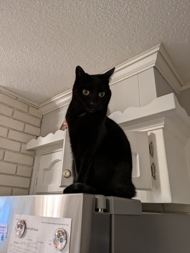 black cat on refrigerator 